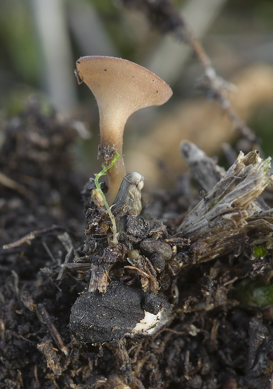 Sclerotinia trifoliorum